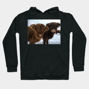 Scottish Highland Cattle Calves 1866 Hoodie